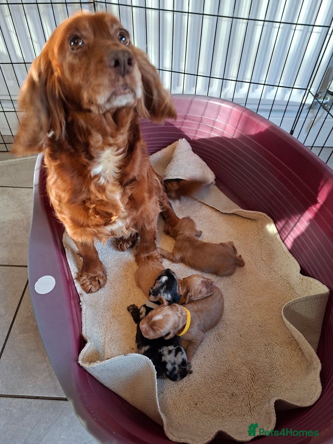 Cocker Spaniel dogs for sale: Cocker spaniel pups - Advert 1