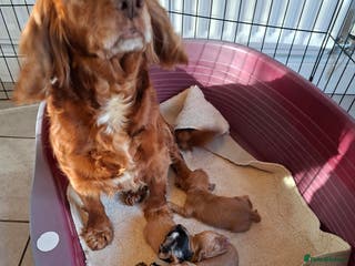 Cocker Spaniel dogs Cocker spaniel pups - Advert 8