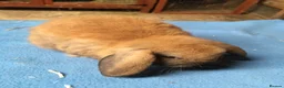 Mini Lop rabbits for sale: 8 week old mini lops for sale  - Advert 4