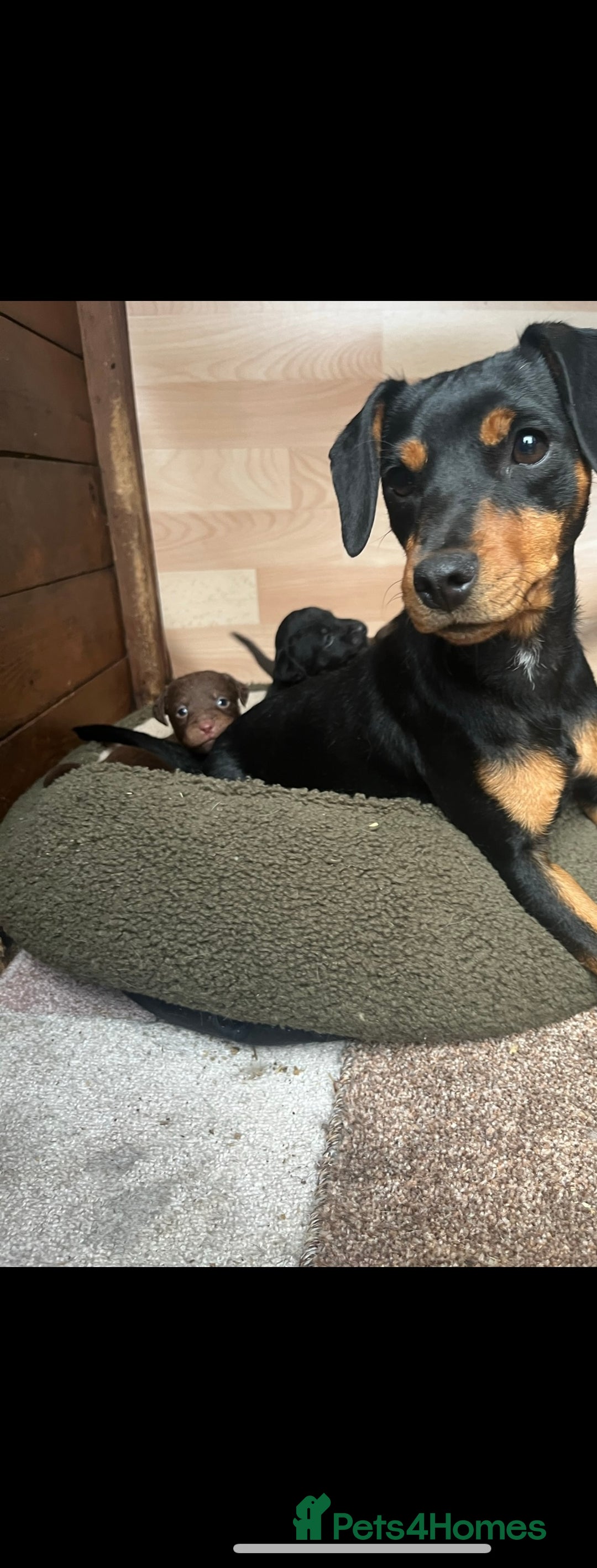 Jack Russell dogs for sale: Jack Russell  - Image 2