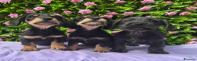 Mixed Breed Puppy 2