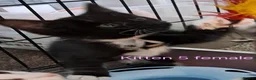 Mixed Breed cats for sale: 12 Beautifull kittens looking for a home. - Advert 10
