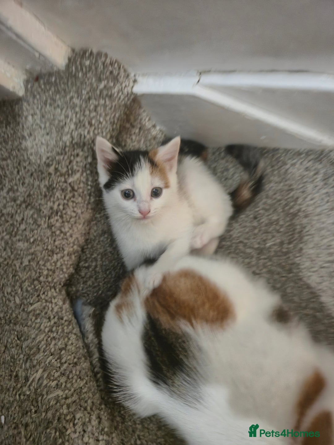 British Shorthair cats for sale: Kitten for sale ( its actually free...) - Advert 4