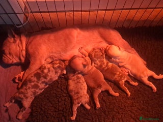 French Bulldog dogs Gorgeous French Bulldog Puppies - Advert 15