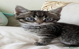 Bengal cats for sale: Purebred Spotted Bengal Kittens Brown Charcoal - Image 25