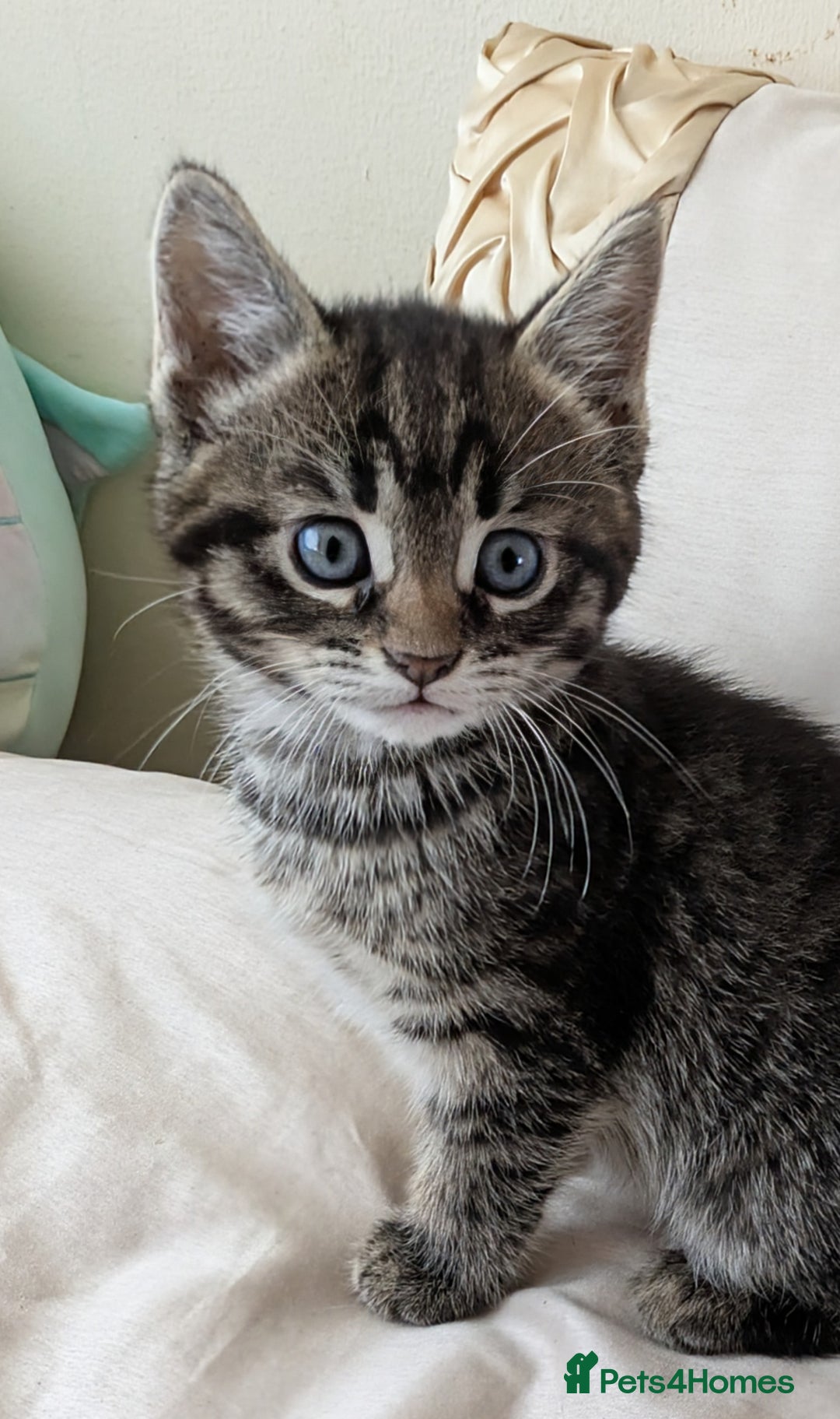Bengal cats for sale: Purebred Spotted Bengal Kittens Brown Charcoal - Image 25