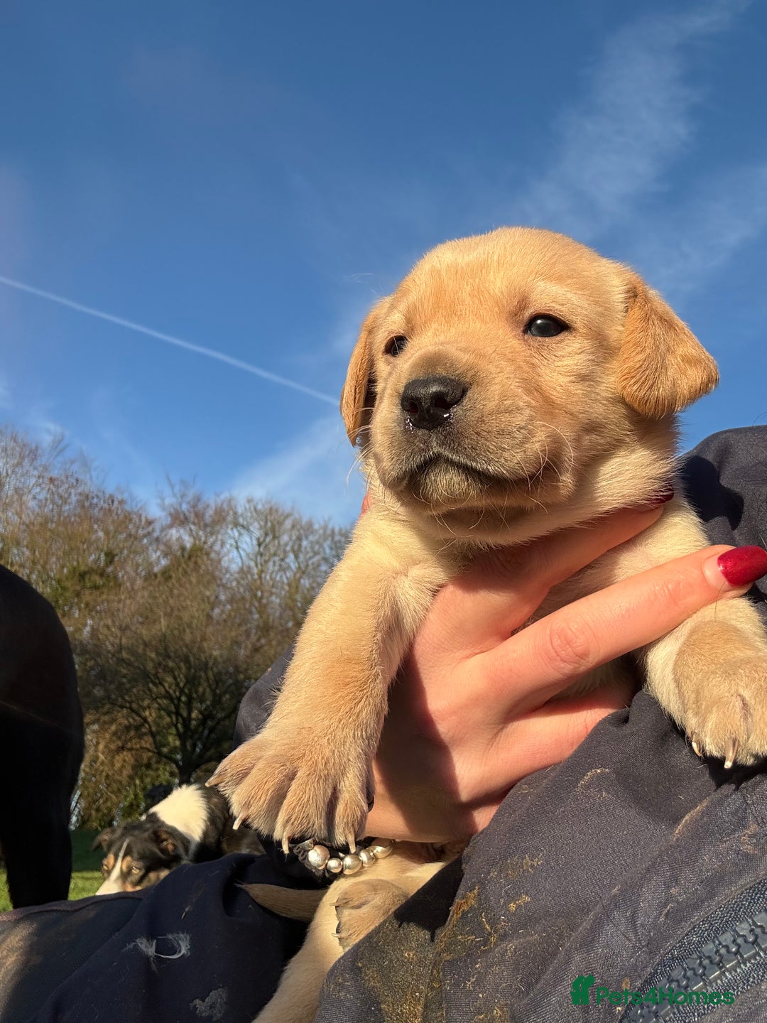 Labrador Retriever dogs for sale: Labrador Retriever Puppies  - Advert 2