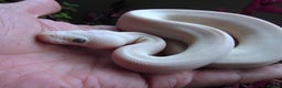 Python Snake reptiles for sale: On Hold Blue Eyed white ball python Female - Advert 4