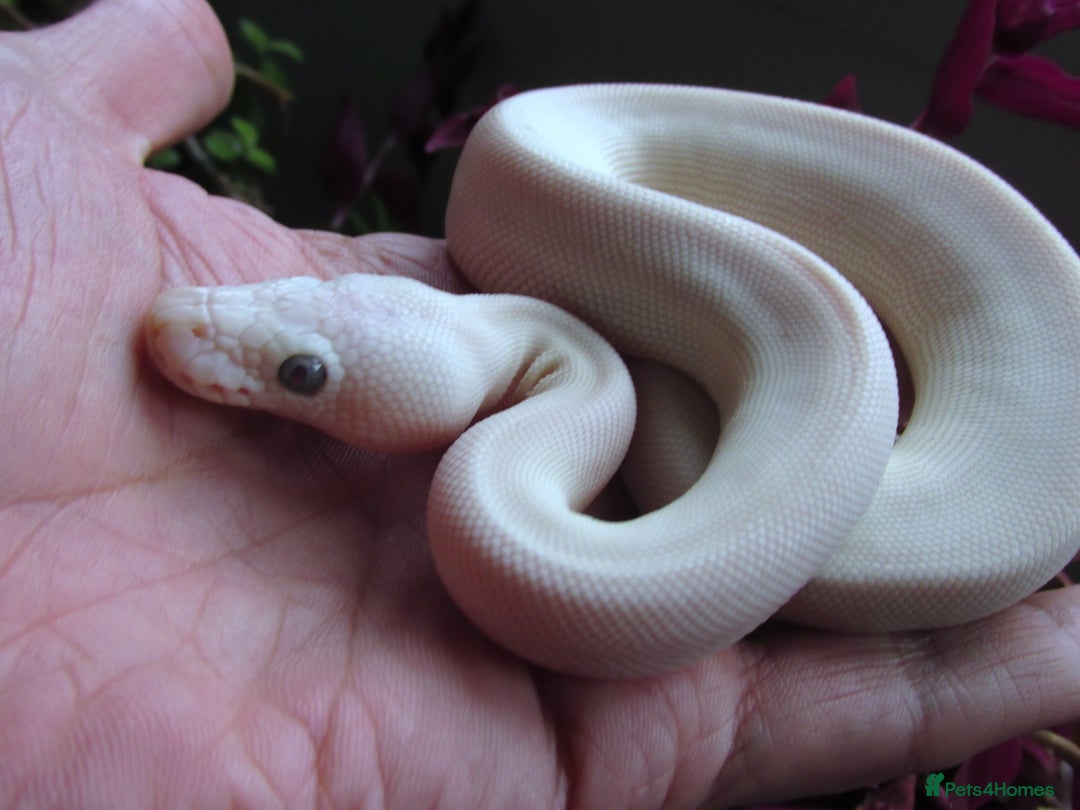 Python Snake reptiles for sale: Blue Eyed white ball python Female - Image 4