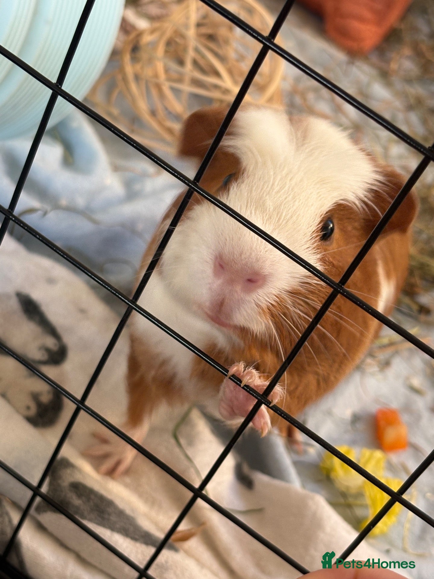 Guinea Pig rodents for sale: Male Guinea Pig - Advert 6