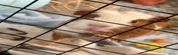Guinea Pig rodents for sale: Male Guinea Pig - Advert 1
