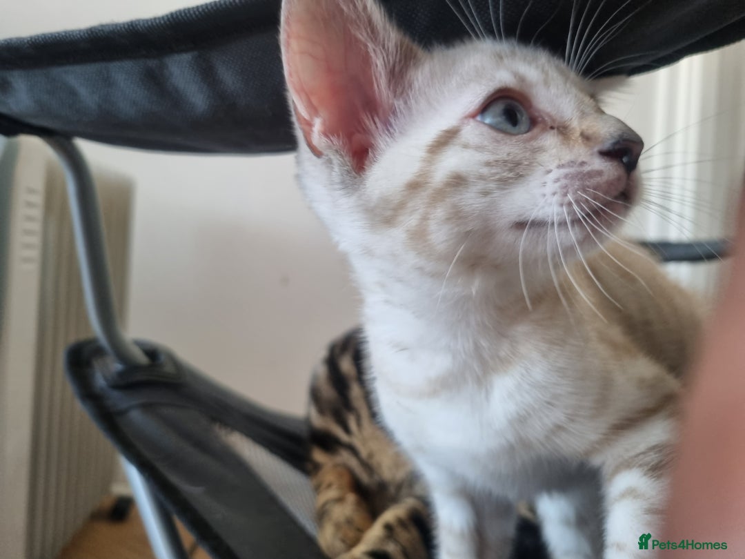 Bengal cats for sale: Snow Boy Ready to go - Image 4