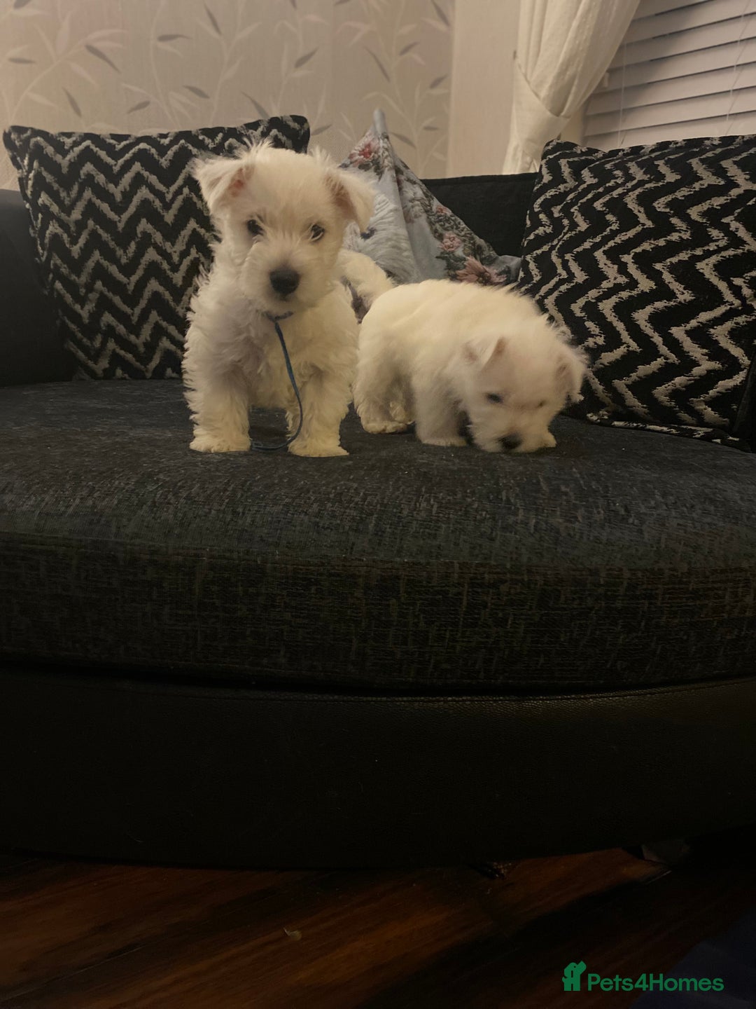 West Highland Terrier dogs for sale: Beautiful boy Westies  - Advert 11
