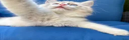 Ragdoll cats for sale: WORLD BEATIFUL RAGDOLL KITTEN / FIFE - Advert 12