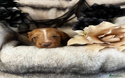 Miniature Poodle dogs for stud: Dark Red Miniature Poodle Stud Package Available in Southampton - Image 19