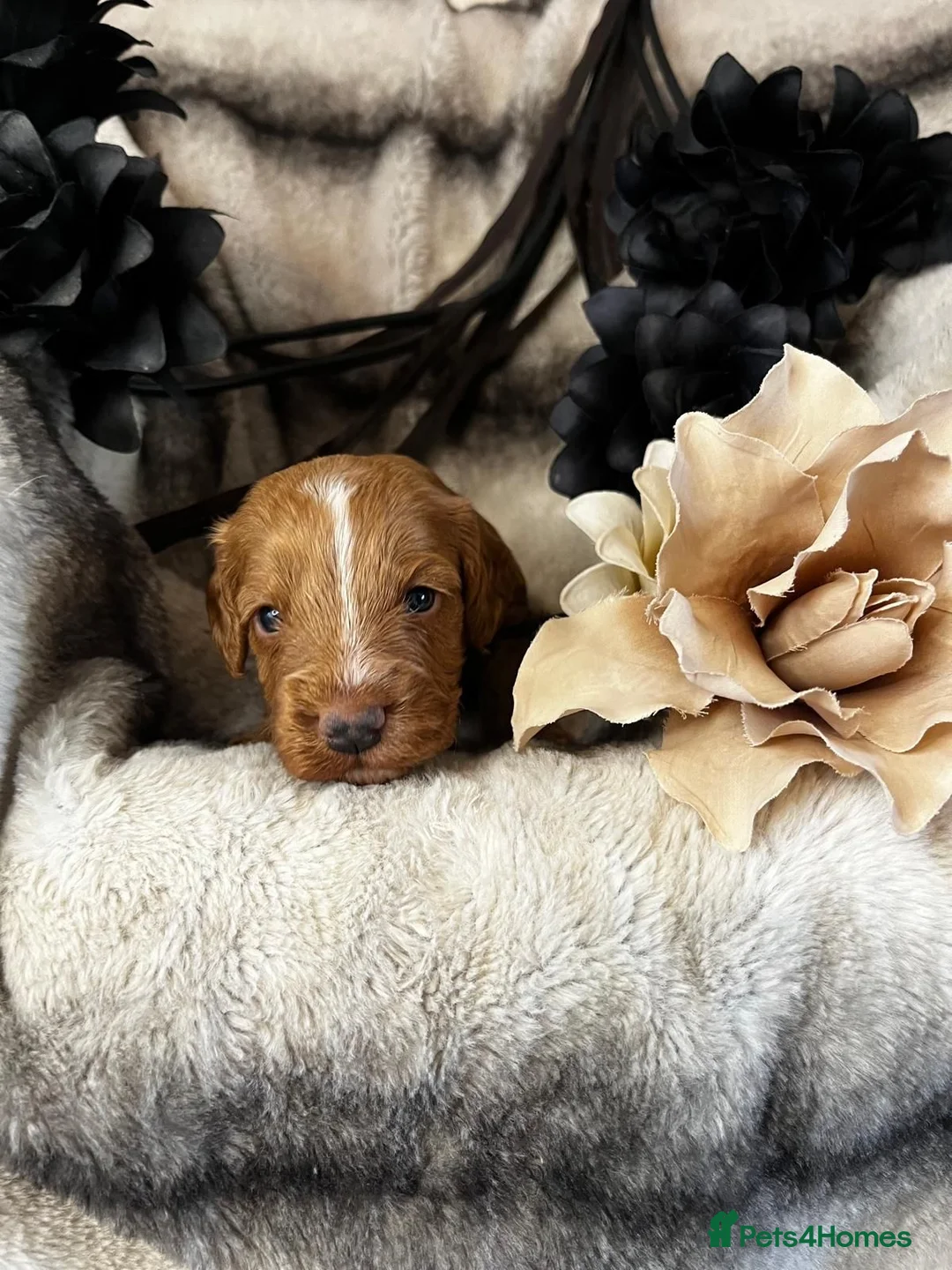 Miniature Poodle dogs for stud: Dark Red Miniature Poodle Stud Package Available in Southampton - Advert 19