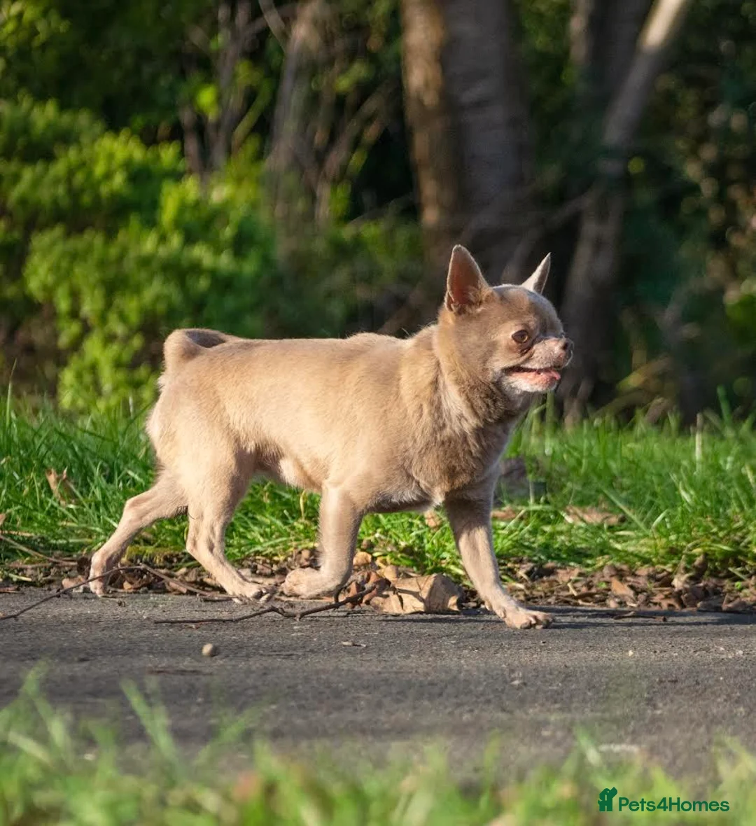 Chihuahua dogs for stud: Lilac KC Shorthaired Stud in Leeds - Advert 12