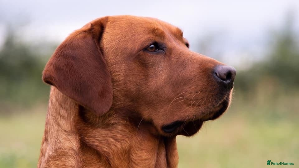 Labrador Retriever dogs Fox red labrador for stud- Fully health tested in Leyburn - Advert 20