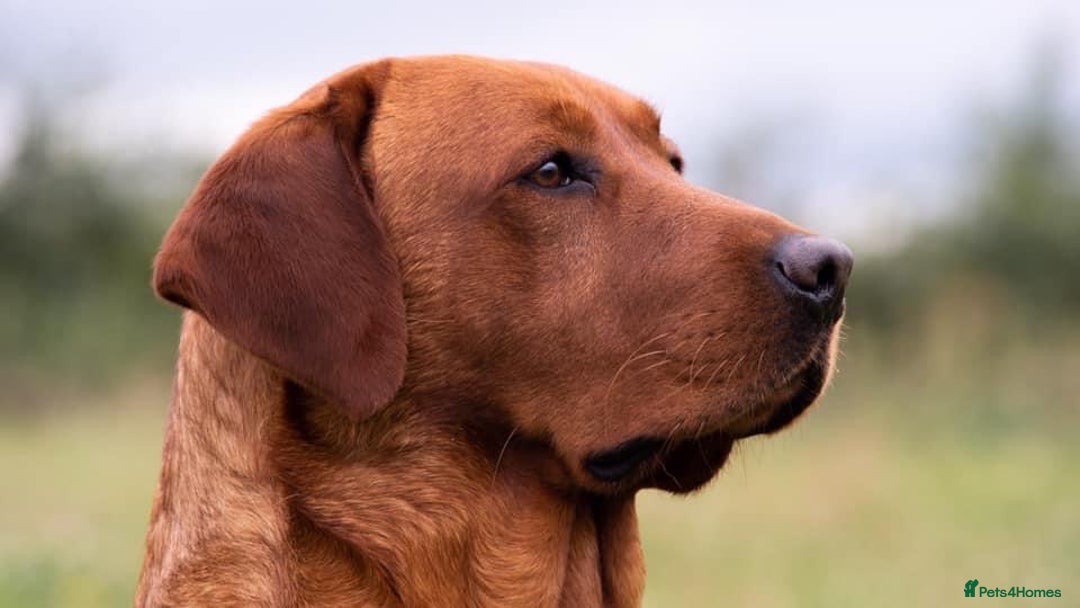 Labrador Retriever dogs for stud: Fox red labrador for stud- Fully health tested in Leyburn - Advert 1