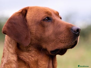 Labrador Retriever dogs in Leyburn - Advert 10