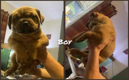 Mixed Breed dogs for sale: Chunky Rottweiler x alpha blue bulldog puppies  - Advert 3