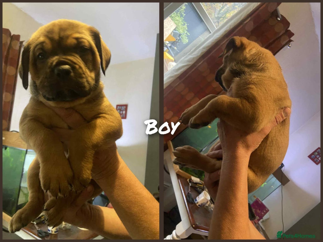 Mixed Breed dogs for sale: Chunky Rottweiler x alpha blue bulldog puppies  - Advert 3