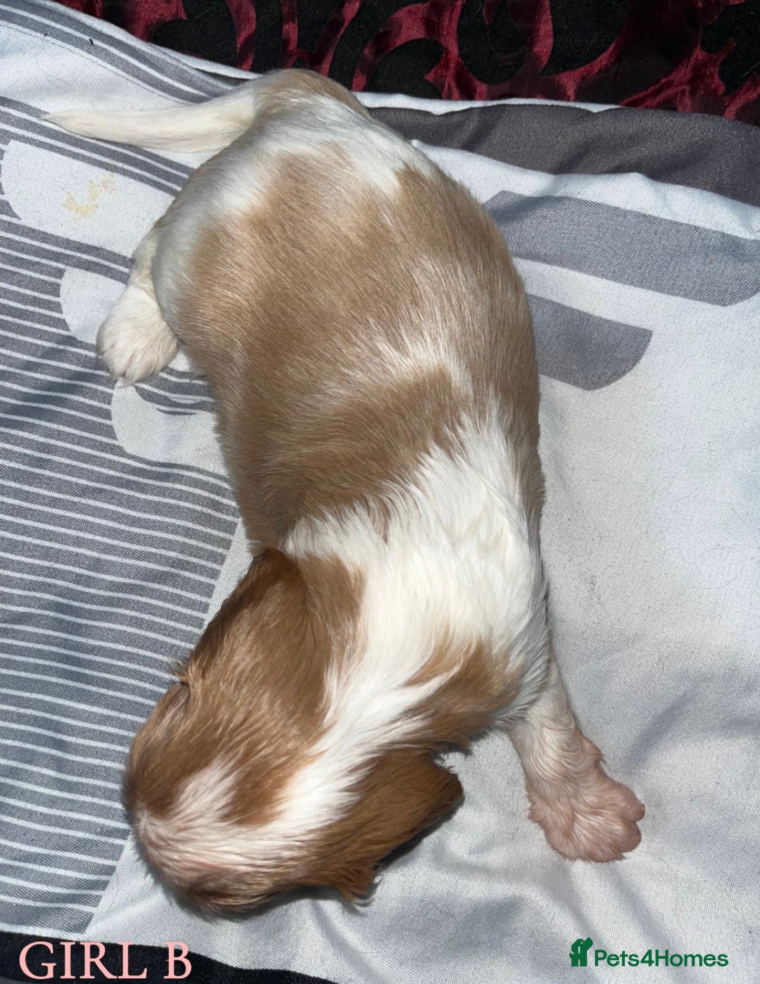 Cavalier King Charles Spaniel dogs for sale: Beautiful Cavalier King Charles Spaniel Puppies - Image 8