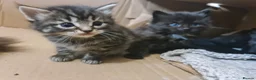 Mixed Breed cats for sale: 2 brother kittens for sale - Advert 15