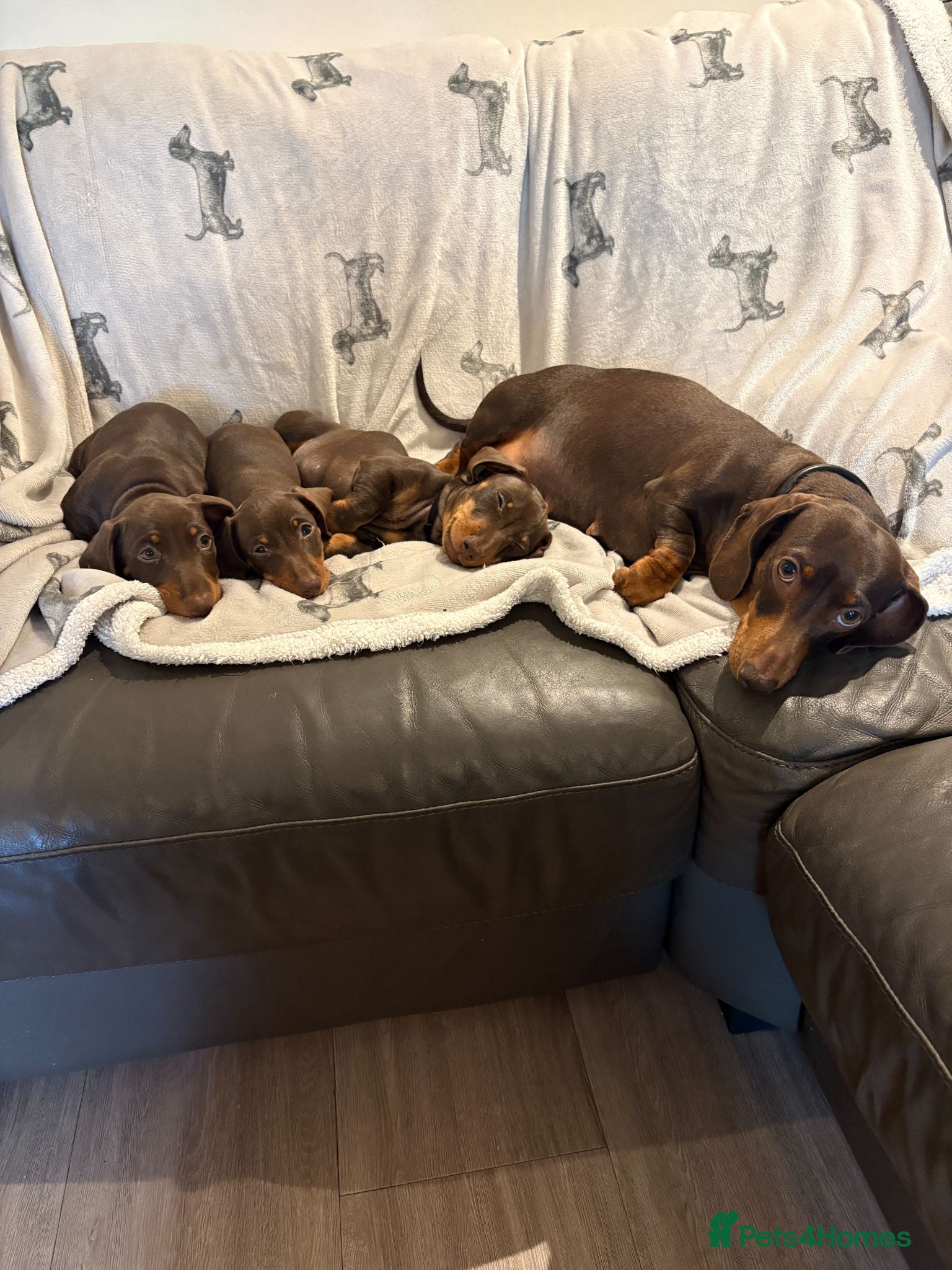Dachshund dogs Minatare Dachshund - Advert 2