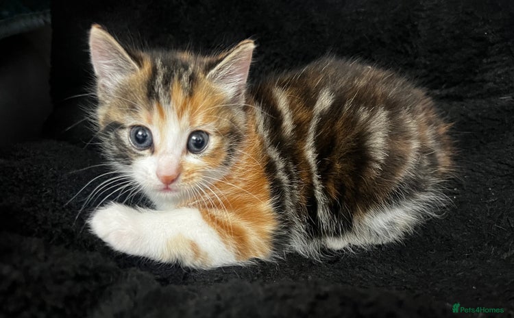 Bengal cats - Advert 9