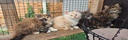 Maine Coon cats for sale: 4 beautuful Maine Coons for new homes - Advert 8