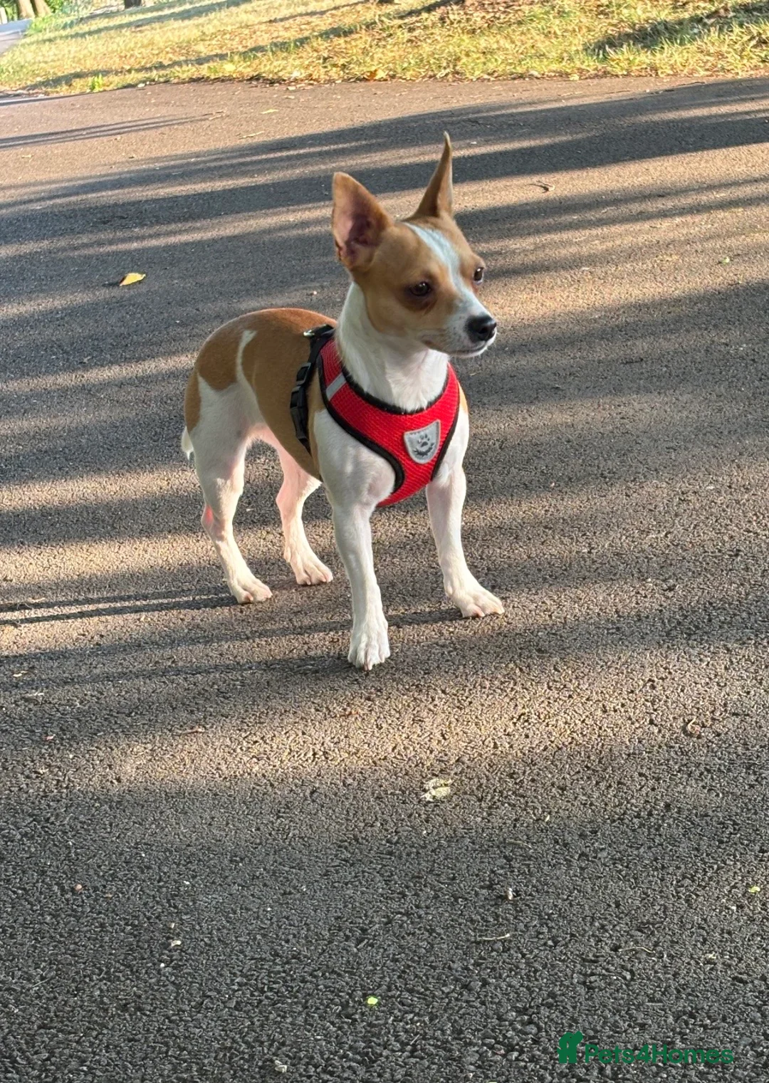 Jack Russell dogs for sale: Puppies  - Advert 11