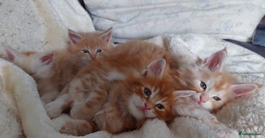 Maine Coon cats - Advert 8