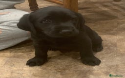 Labrador Retriever dogs for sale: Black Labrador puppies  - Image 3