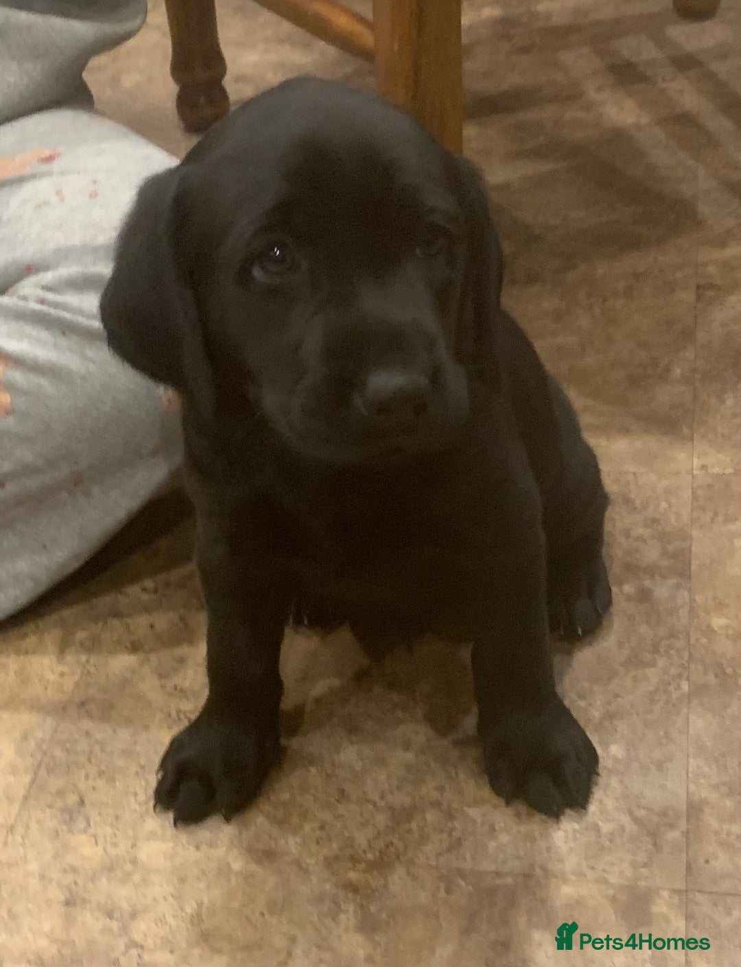 Labrador Retriever dogs for sale: Black Labrador puppies  - Image 3