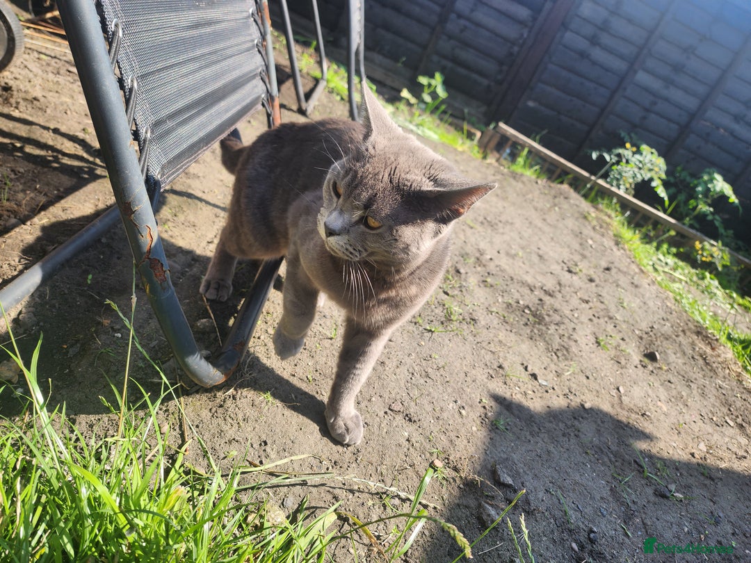 Mixed Breed cats for sale: British Shorthair mixed - Image 6