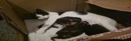 Mixed Breed cats for sale: RESERVE NOW - 3 Adorable Kittens - Advert 1