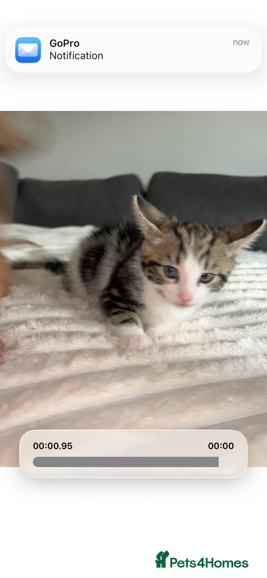 Mixed Breed cats for sale: Gorgeous male kitten ready to go  - Advert 2