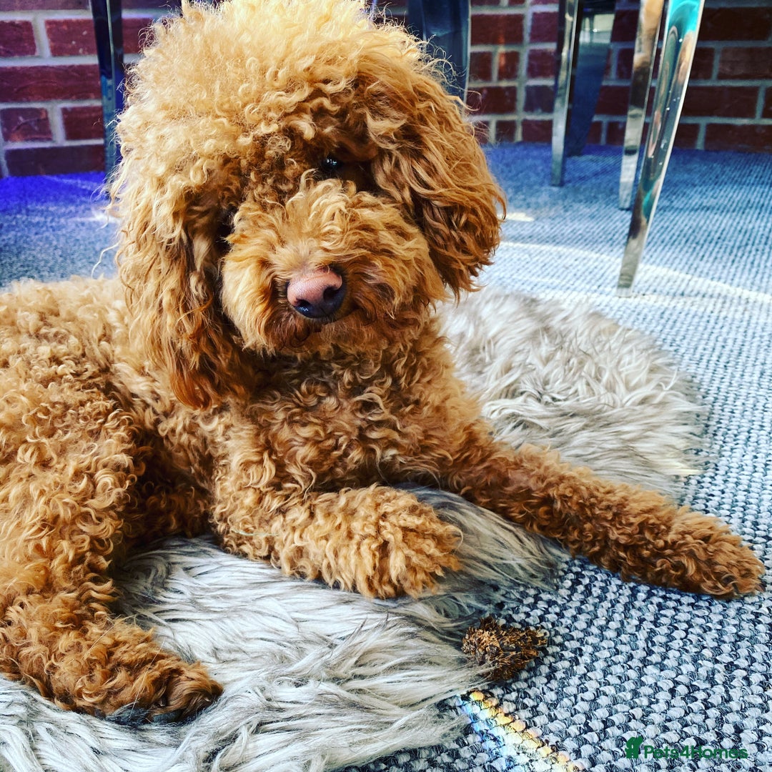 Toy Poodle dogs for stud: RED TOY POODLE KC REGISTERED PROVEN STUD in Derby - Image 7