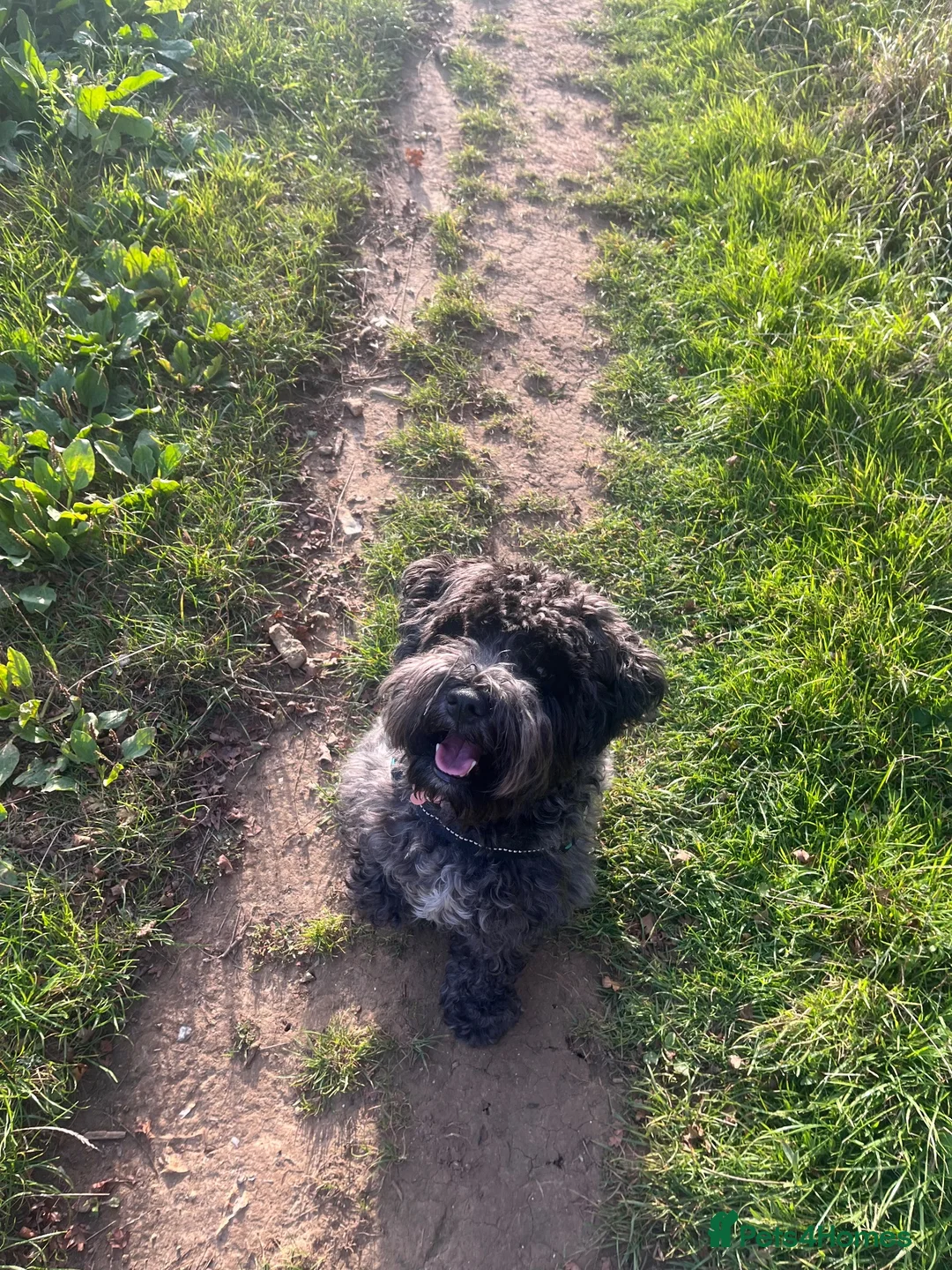 Miniature Schnauzer dogs for sale: Quality bloodline Miniature Schnauzer puppies - Advert 10