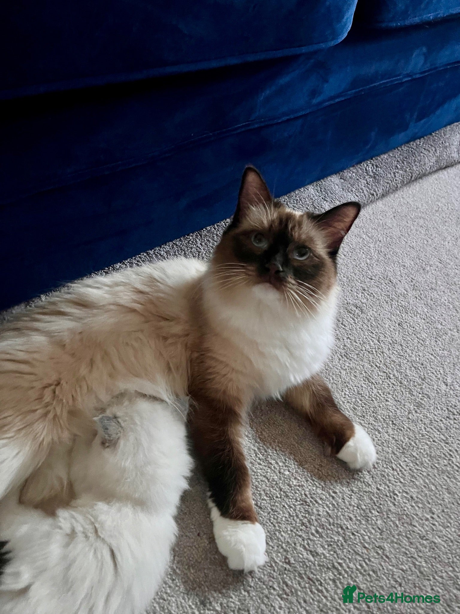 Ragdoll cats Ragdoll kitten mitted 2 girls 1 boy - Advert 5