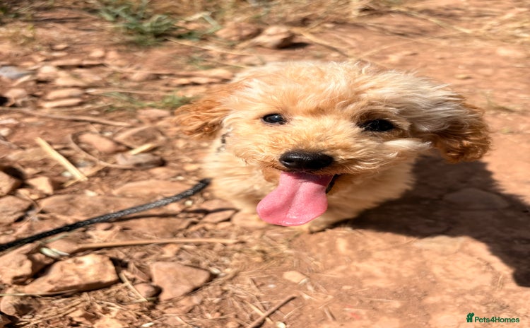 Toy Poodle dogs - Advert 2