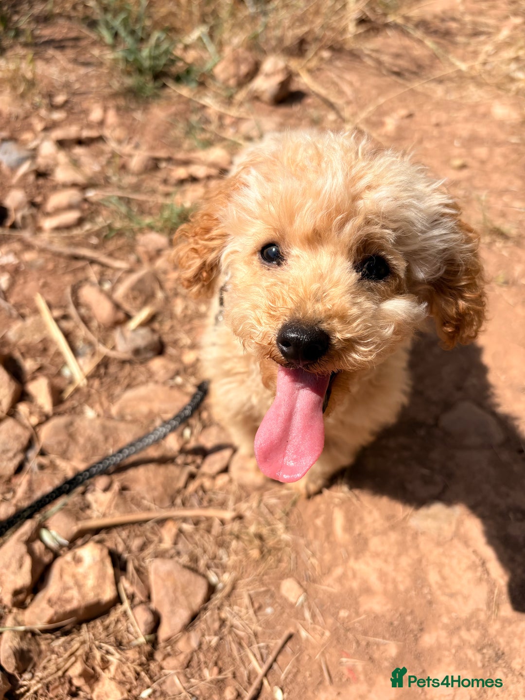Toy Poodle dogs for sale: Toy poodle puppy - Image 1