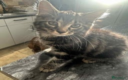 Maine Coon cats for sale: Maine coone mix lovely kitten in Leeds - Image 1