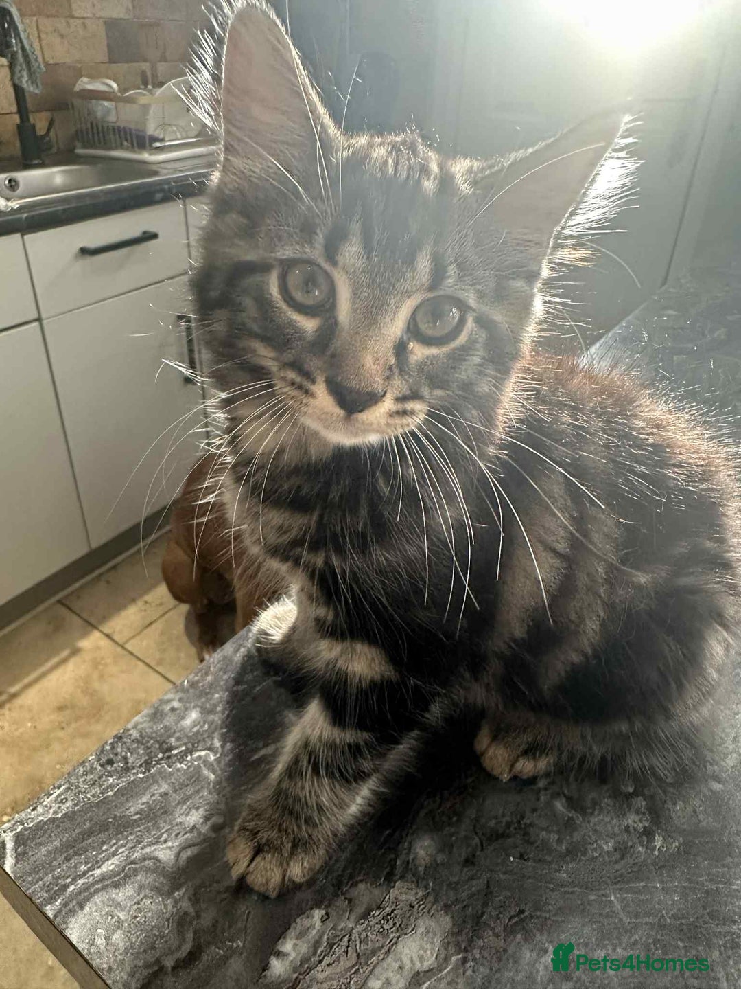 Maine Coon cats for sale: Maine coone mix lovely kitten in Leeds - Image 1
