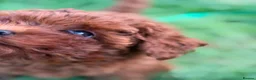 Toy Poodle dogs for sale: Tiny Asian Toy Poodle Boys 🐾 Ready to Reserve! in Romford - Advert 7