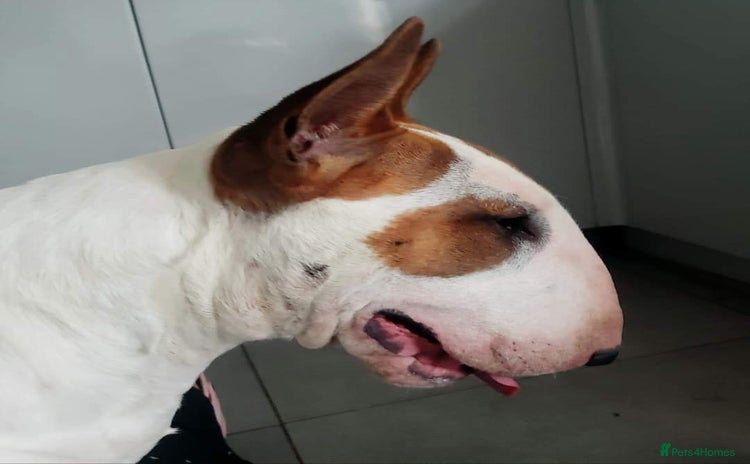 Bull Terrier dogs - Advert 1