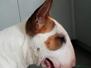 Bull Terrier dogs - Advert 2