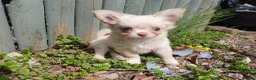 Chihuahua dogs for sale: Tiny tiny chihuahua girls  for sale  - Advert 11