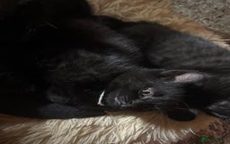 Bombay cats for sale: Black Kittens - Image 7